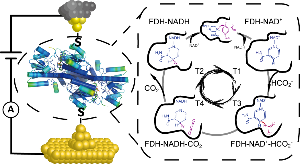 Graphical Abstract_副本.jpg