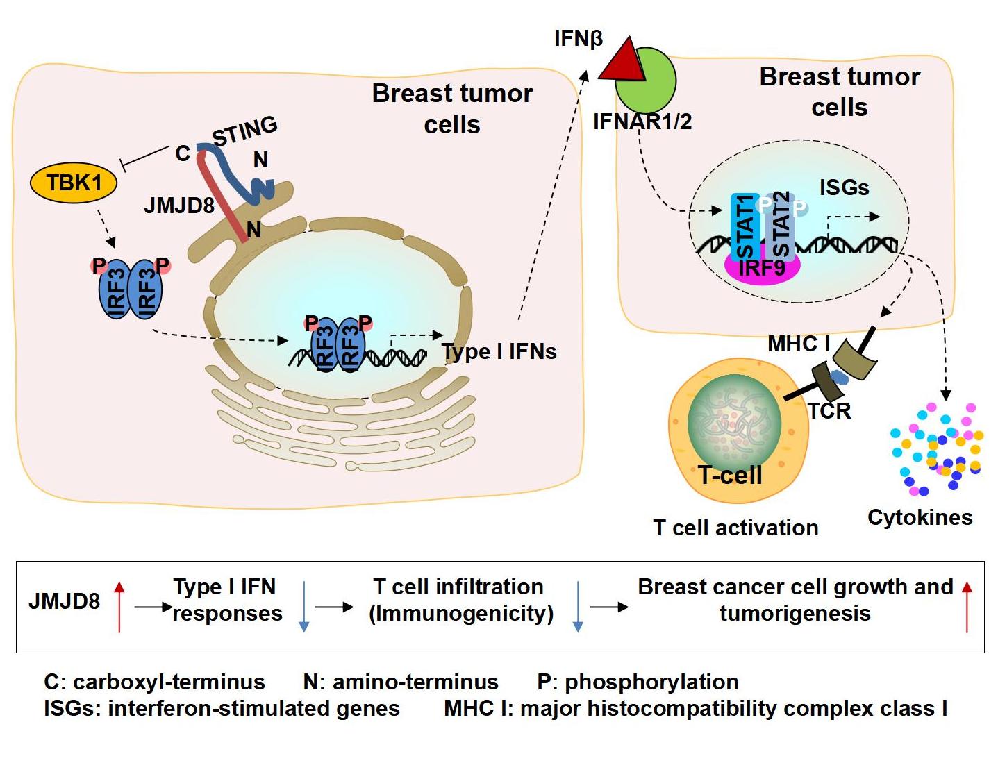 graphical abstract (third rivesion)_01.jpg
